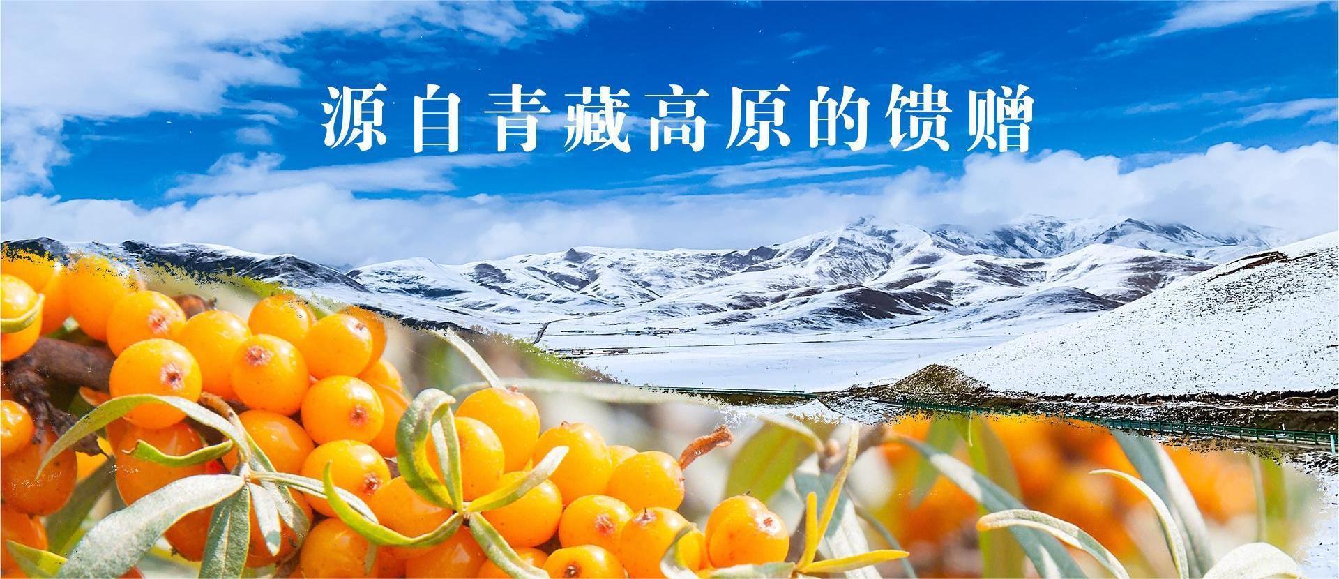野生沙棘小果